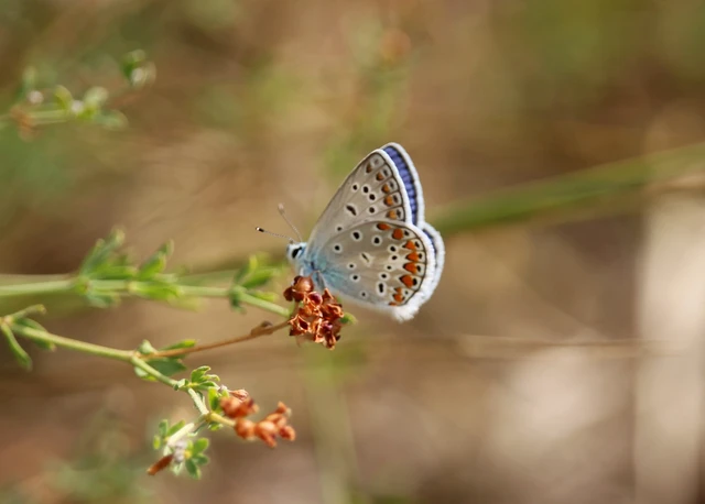 Polyommatus icarus - közönséges boglárka