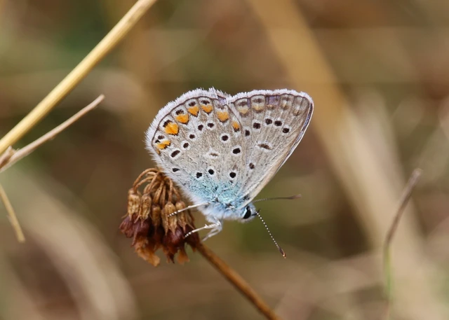 Polyommatus icarus - közönséges boglárka