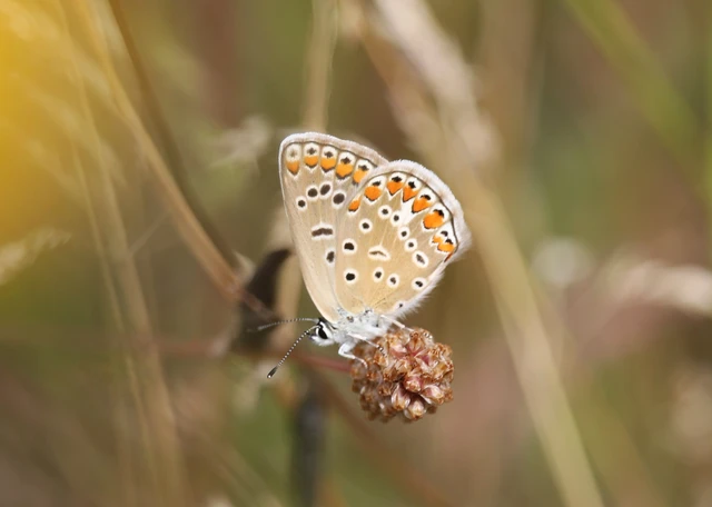 Polyommatus icarus - közönséges boglárka
