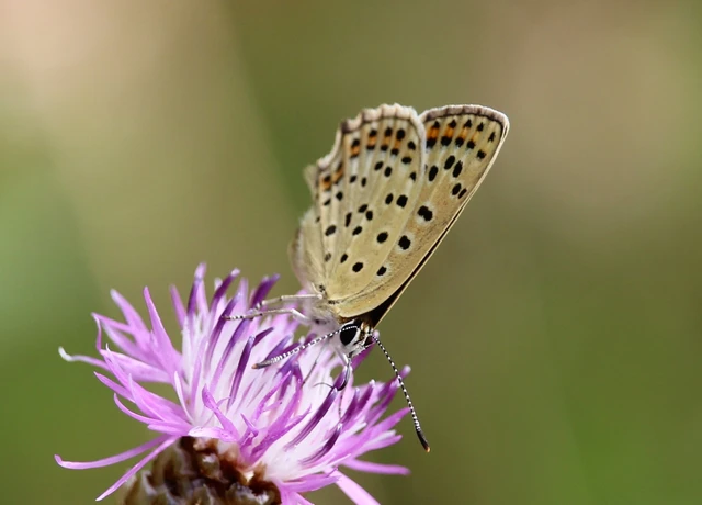 Lycaena tityrus - barna tűzlepke