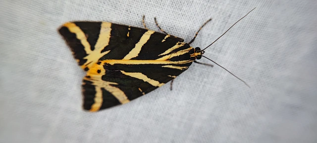Euplagia quadripunctaria - csíkos medvelepke
