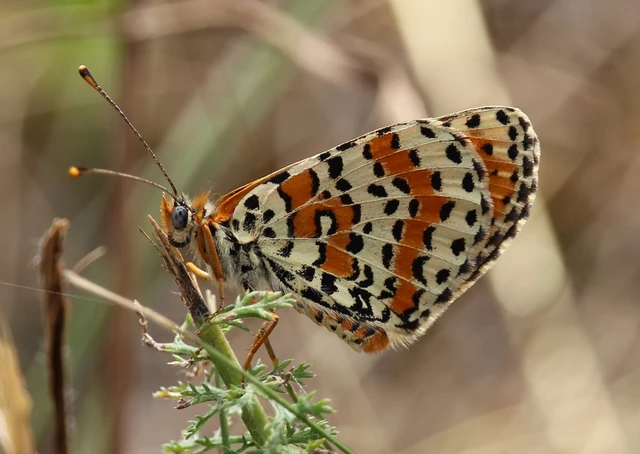 Melitaea didyma - tüzes tarkalepke
