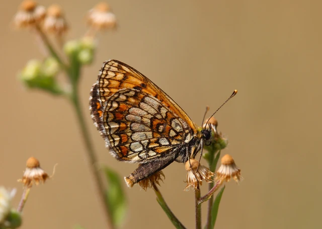 Melitaea athalia - közönséges tarkalepke