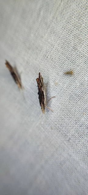 Microlepidoptera - Molylepkék