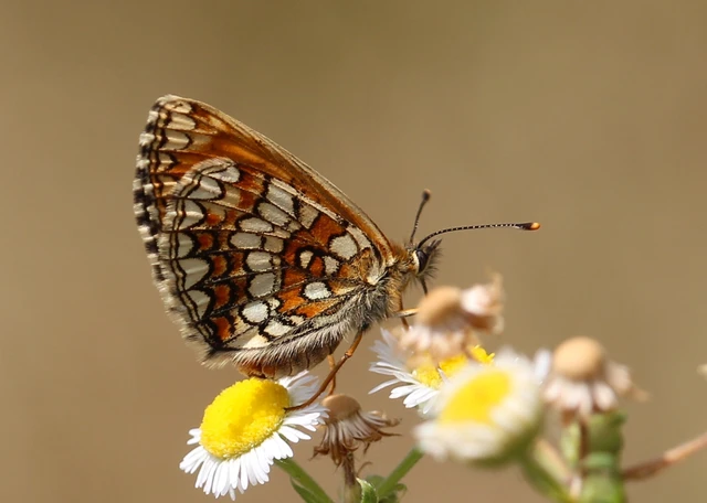 Melitaea athalia - közönséges tarkalepke