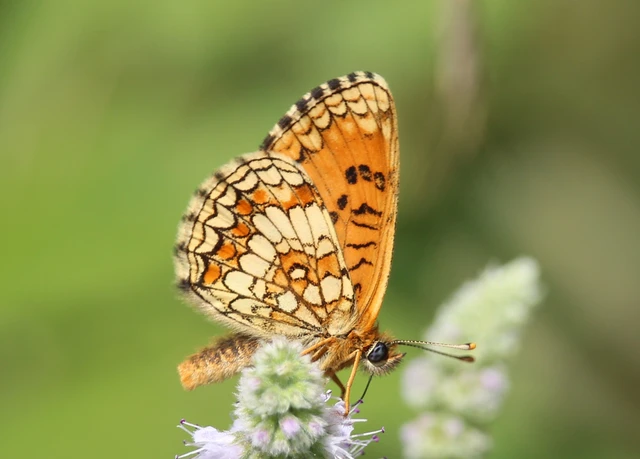 Melitaea athalia - közönséges tarkalepke