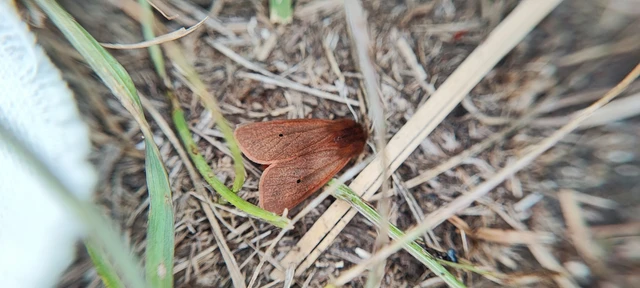 Phragmatobia fuliginosa - füstös medvelepke