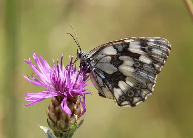 Melanargia galathea - sakktáblalepke