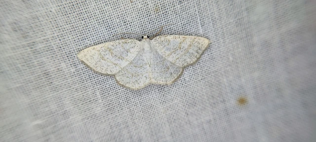 Cabera exanthemata - pettyes égeraraszoló