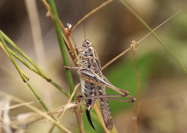 Orthoptera - Egyenesszárnyúak