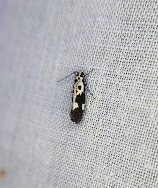 Microlepidoptera - Molylepkék