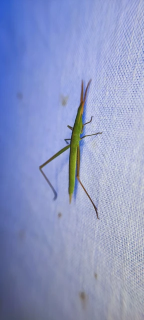 Acrida ungarica - sisakos sáska Acrida ungarica - sisakos sáska