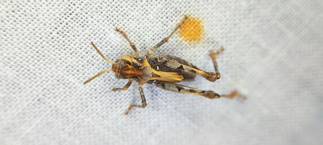 Acrididae - sáskák Acrididae - sáskák