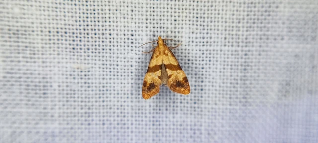 Microlepidoptera - Molylepkék