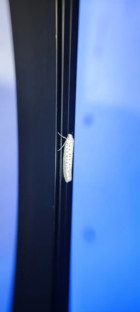 Microlepidoptera - Molylepkék