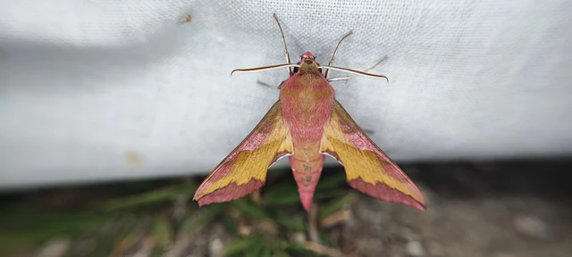 Deilephila porcellus - piros szender
