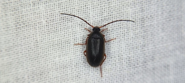 Hymenalia rufipes - rőtlábú alkonybogár