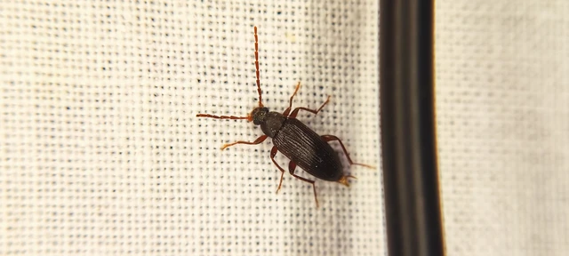 Allecula morio - karcsú alkonybogár Allecula morio - karcsú alkonybogár
