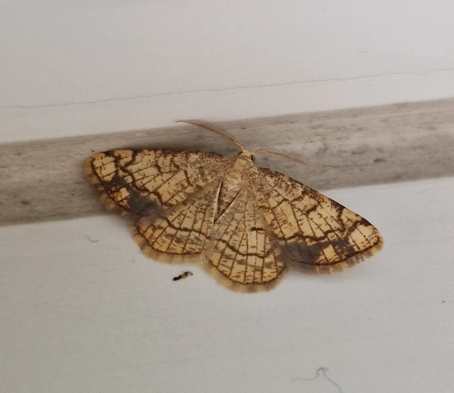 Stegania dilectaria - fehérnyár-araszoló