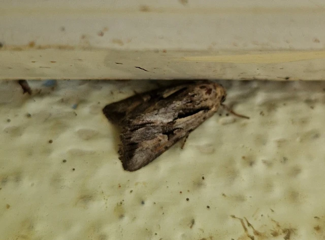 Chloantha hyperici - orbáncfű-sugarasbagoly