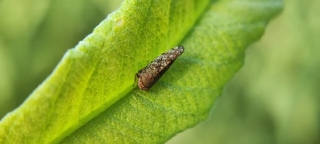 Auchenorrhyncha - Kabócák Auchenorrhyncha - Kabócák