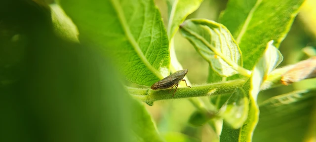 Auchenorrhyncha - Kabócák Auchenorrhyncha - Kabócák