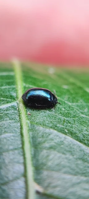 Coleoptera - Bogarak