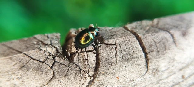 Coleoptera - Bogarak