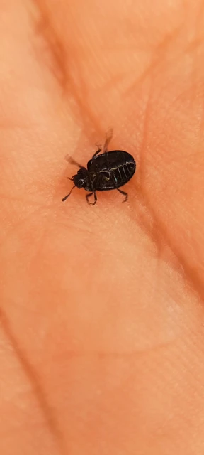 Coleoptera - Bogarak