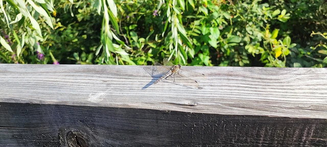 Orthetrum cancellatum - feketefarkú pásztorszitakötő Orthetrum cancellatum - feketefarkú pásztorszitakötő