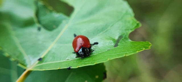 Coleoptera - Bogarak