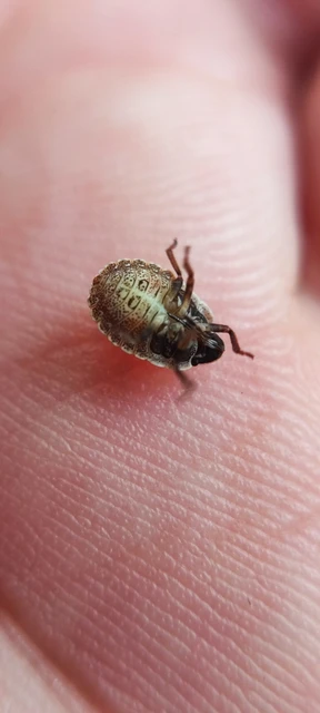 Pentatomidae - címerespoloskák Pentatomidae - címerespoloskák