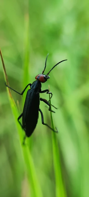 Epicauta rufidorsum - hollóbogár