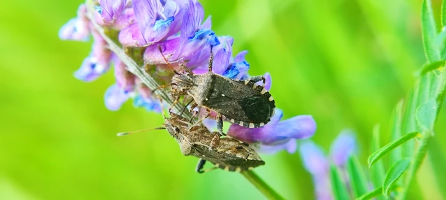 Pentatomidae - címerespoloskák Pentatomidae - címerespoloskák