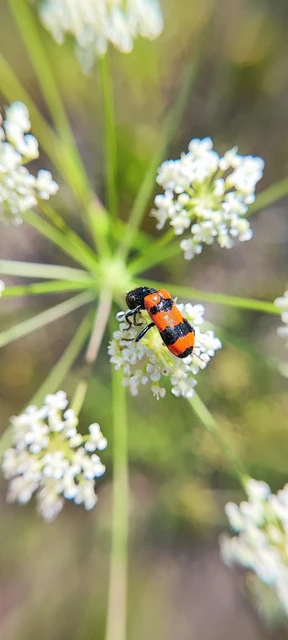 Trichodes apiarius - szalagos méhészbogár
