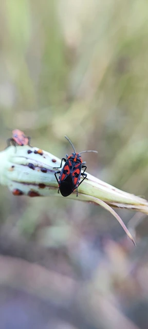 Spilostethus saxatilis - virágbodobács Spilostethus saxatilis - virágbodobács