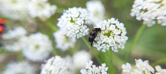 Coleoptera - Bogarak