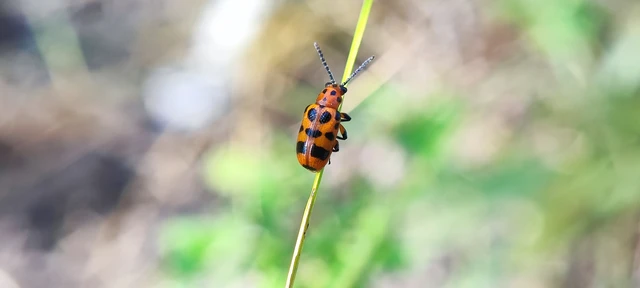 Crioceris quatuordecimpunctata - tizennégypontos spárgabogár
