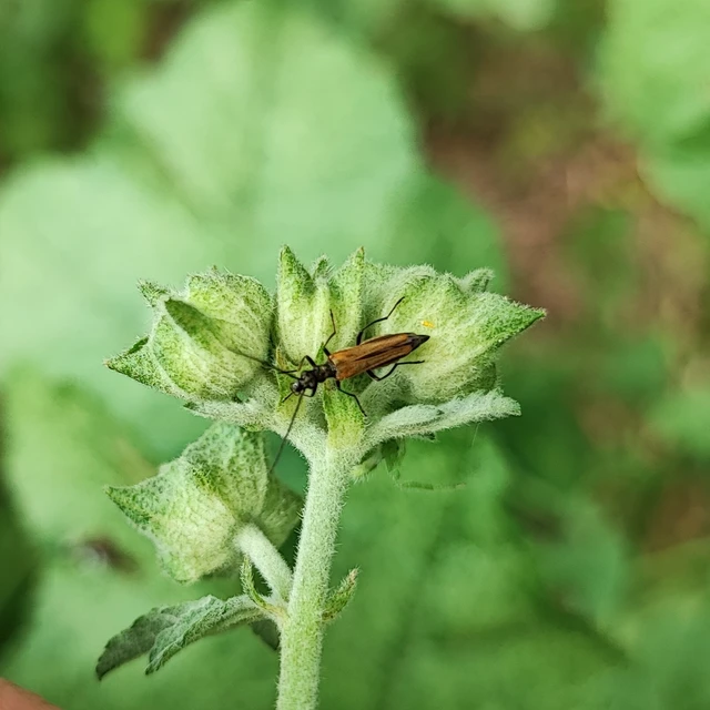 Oedemera femorata - sárgahátú álcincér