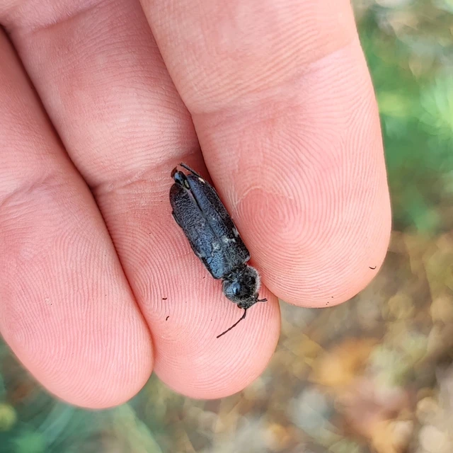 Hylotrupes bajulus - házicincér