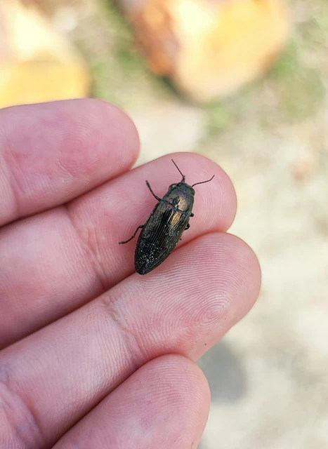 Buprestis haemorrhoidalis - foltosfejű díszbogár
