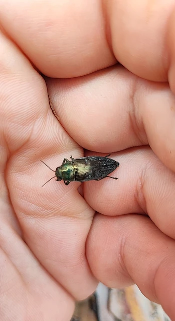 Buprestis haemorrhoidalis - foltosfejű díszbogár
