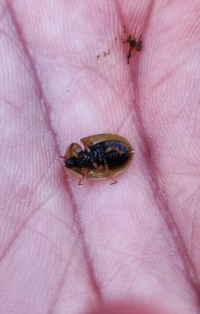 Coleoptera - Bogarak