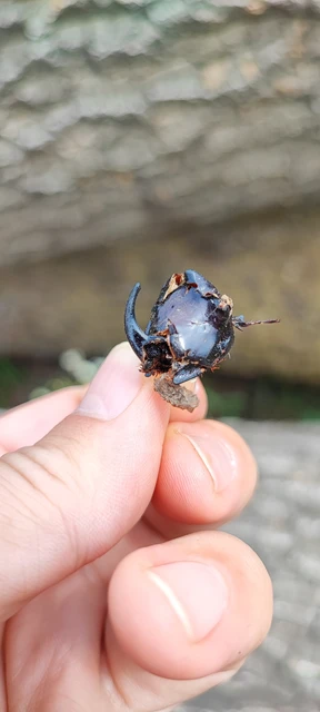 Oryctes nasicornis - orrszarvú bogár Oryctes nasicornis - orrszarvú bogár