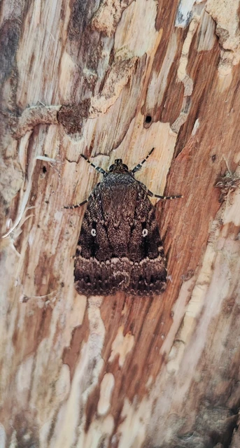 Amphipyra berbera/pyramidea