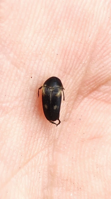 Variimorda villosa - szalagos maróka