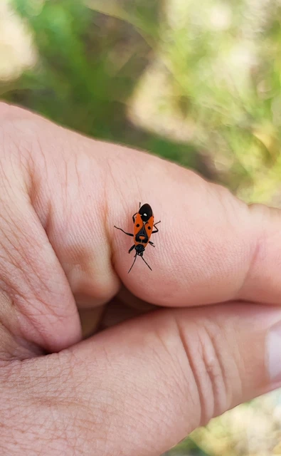 Melanocoryphus albomaculatus - nagy fehérfoltos-bodobács Melanocoryphus albomaculatus - nagy fehérfoltos-bodobács