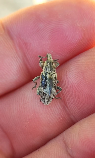 Curculionidae - ormányosbogár-félék