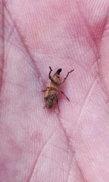 Lixus angustus - rövid dudvabarkó
