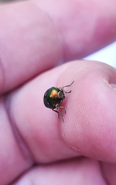 Cryptocephalus